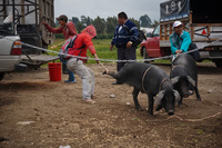 Pig says I am not going to the tuck Latacunga, Cotopaxi Province, Ecuador, South America