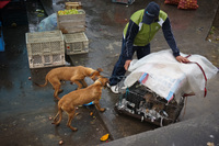 Dog for food Latacunga, Cotopaxi Province, Ecuador, South America
