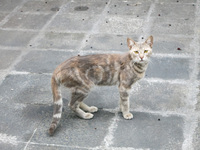 street cat Guayaquil, Ecuador, South America