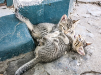 Kitties in Simon Bolivar Park Guayaquil, Ecuador, South America