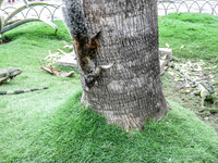 Black squirrel of Simon Bolivar Park Guayaquil, Ecuador, South America