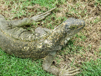 Iguana of Simon Bolivar Park Guayaquil, Ecuador, South America