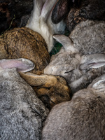 20140424113940-Bunny_for_lunch