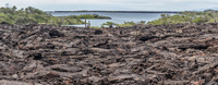 Lava field of Punta Moreno Punta Moreno,  Isla Isabella,  Galapagos,  Ecuador, South America